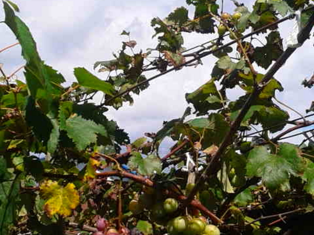 �Ԃǂ�_���񋽓y���p�� ���񐶉ƋL�O�فE���N�R��