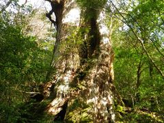 t~X~̉vKChNuւ̓eʐ^1