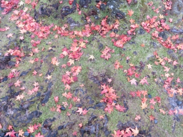 �i�F_�@�R�@