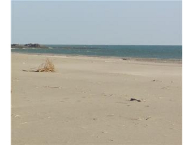 �u���c�����u�F�C�ݐ��v�i�É����j_���c�����u