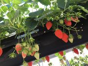 悿񂳂̋vۓc艀̓eʐ^1