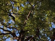 ���[�ҁ[����̈����_�Ђ̓��e�ʐ^1