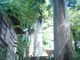 こりんごさんの日枝神社の一位樫の投稿写真1