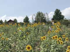 肱̍䥗΂̃~[WA n[xXg̋uւ̓eʐ^1