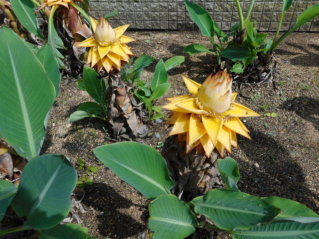 _Ƃ~[WAi΂ƉԂƒ̔فj