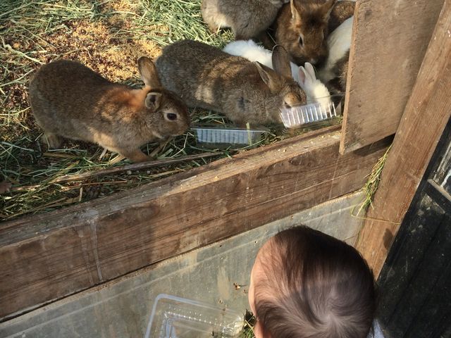 �H�ׂ��C�`�S�̃w�^���������ɁI_����_��