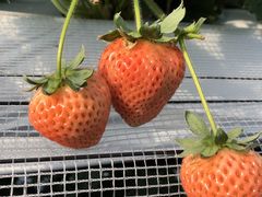 ׂт͂ށH̑Jt@[ւ̓eʐ^1