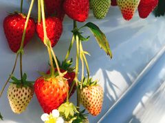 ���݂�������̏H�{�_���ւ̓��e�ʐ^1