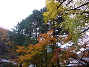 񂿂񂳂̐{V뉀̓eʐ^1