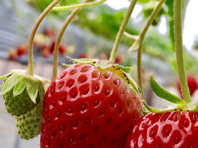 �e�J�肪����A�Z���F�����������炵���ł��B_�t���[�c�K�[�f���䂤