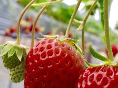 arĩt[cK[f䂤ւ̓eʐ^2