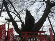 �N�b�L�[����̋�Ȃ��̃P���L�̓��e�ʐ^1