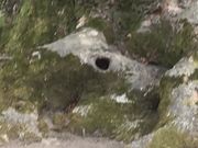 �N�b�L�[����̋�Ȃ��̃P���L�̓��e�ʐ^2