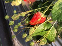 ႿႳ̂Ȃ݉ʉւ̓eʐ^1