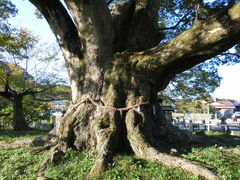 樹齢1000年の歴史 - 野間の大けやきのクチコミ - じゃらんnet