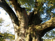 ڂ񂳂̖Ԃ̑傯₫̓eʐ^2