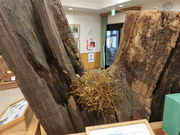 ڂ񂳂̖Ԃ̑傯₫̓eʐ^3