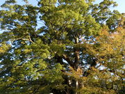 ڂ񂳂̖Ԃ̑傯₫̓eʐ^8