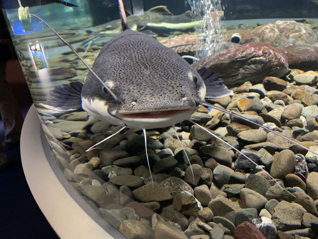 ����_�T�P�̂ӂ邳�Ɛ�ΐ�����