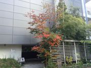 �Ё[����񂳂�̋I����A�[�g�M�������[ �]�ˈɐ��^�����p�ق̓��e�ʐ^3