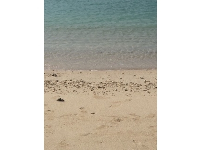 ���l_�C�_�̕l