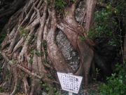 fojhpdgh̎ːElXRWIp[N̓eʐ^1