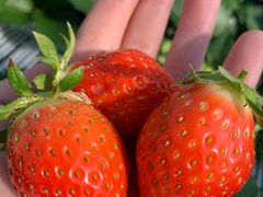 イ̂܂Ƃݔ_iەx_jւ̓eʐ^1