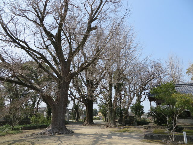 Ԃ񂳂̖ΐ_Ђ̓eʐ^2