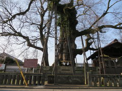 花ちゃんさんの将軍木の投稿写真2
