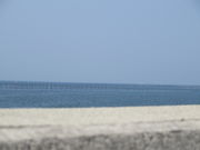 Ԃ񂳂̗LC̊C۔̓eʐ^1