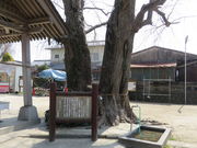 Ԃ񂳂̎lq_Ђ̓eʐ^2