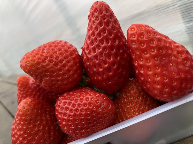 傫ȃC`SRI_₿悢t@[