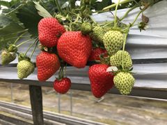 ݂悳񂳂̈t@[i--jւ̓eʐ^1