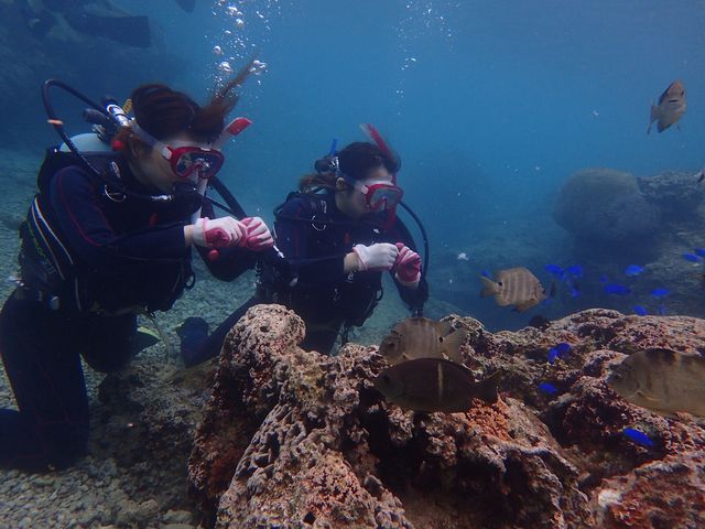 �G�T���̌�_�_�C�r���O�V���b�v�@SeaFree