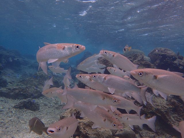 ��_�_�C�r���O�V���b�v�@SeaFree