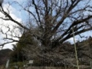 ܂񂳂̐ŉ̑C`E̓eʐ^1