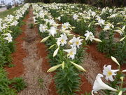 �o���o������̉��i�Ǖ����̓��e�ʐ^1