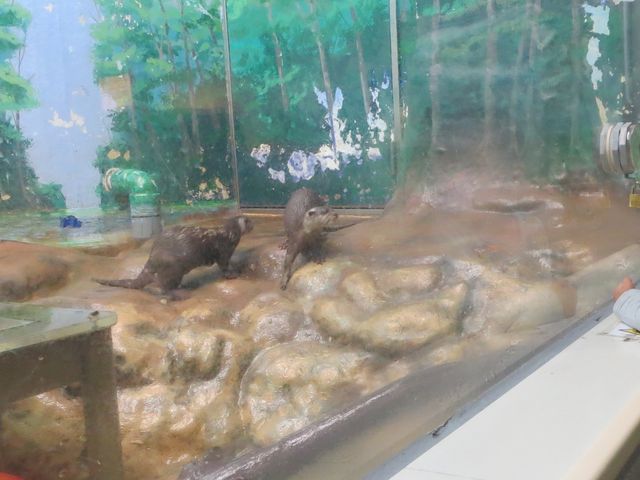 �T���s�A�U_�V�����ۂ�T���s�A�U������