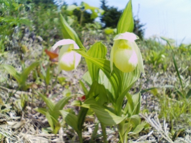 �當�A�c�����\�E_�當�K�C�h�T�[�r�X