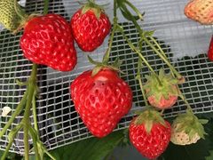 ܂낳̏㗢&g}gւ̓eʐ^1