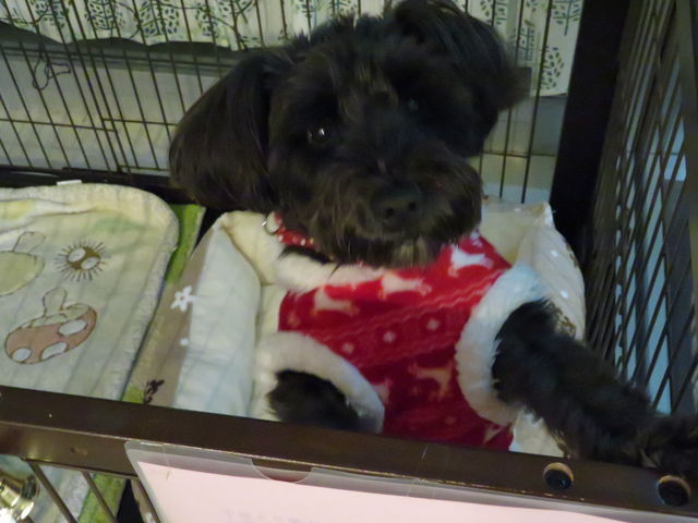 ƖiHj̊Ŕ_Kitchen cafe May.T