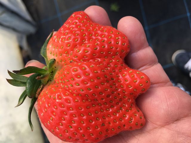 ����Ȃ̂������ς�����܂���(*�Lo`*)_FARM�@LAB