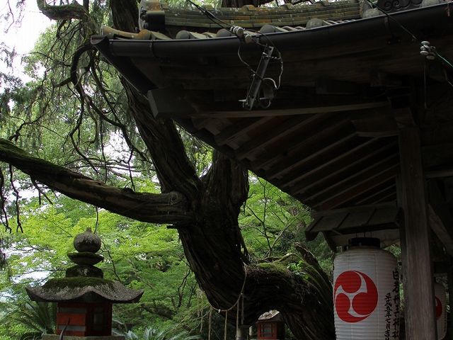 �q�a�̑O�Ƀ~�Y�̘V��������܂��B_����O���_��