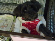 yosshyKitchen cafe May.T̓eʐ^5