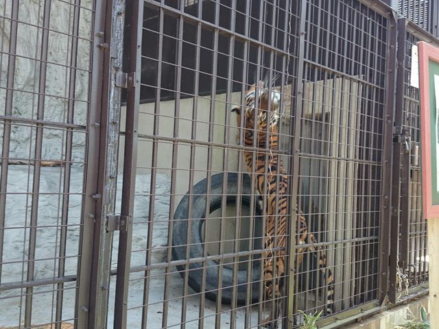 ��юR�����E������_��юR����