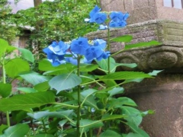 �뉀�ɍ炢�Ă����A�W�T�C_���F��