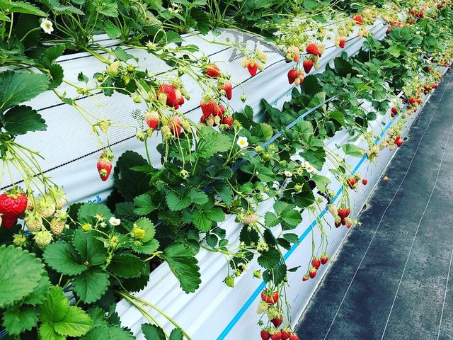 �ƂĂ��L���C�ȃn�E�X�ŐH�ׂ���̃C�`�S����񂪂�������ł�^_^_BERRYHOUSE