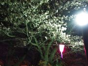 񂳂̏R̍EccW̓eʐ^1