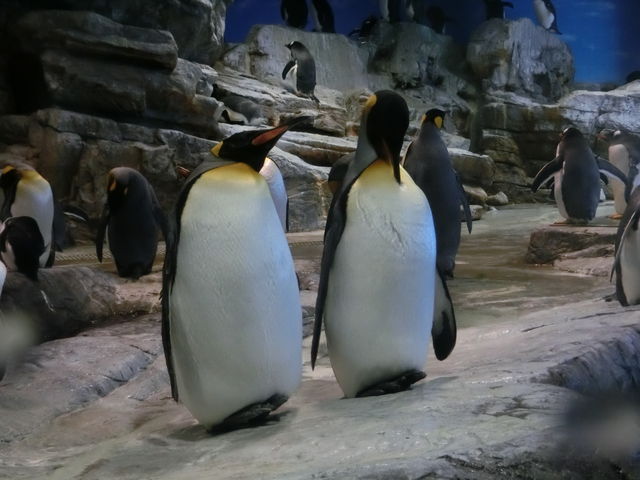 LOyM̒Q̂ܐグĂ܂_֎ŝفEC