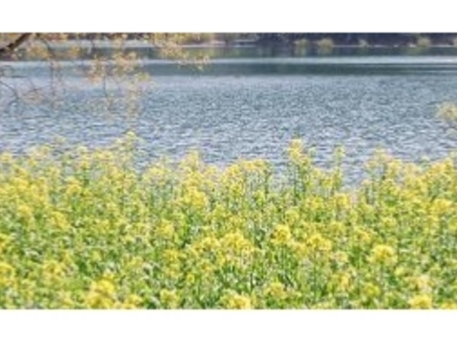 肻Ȃ̖k΂̍؂̉Ԃ̓eʐ^1